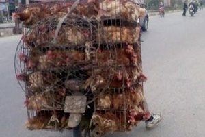 Dự báo ‘loạn như gà’