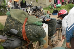 Bắt cua đồng bằng thuốc sâu: Cơ quan chức năng vào cuộc