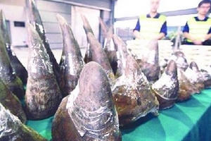 70% số sừng tê giác ở Việt Nam là giả