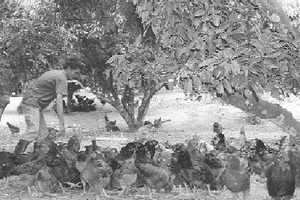 Hà Nội: Đặt hàng 5 triệu gà đồi đón Tết