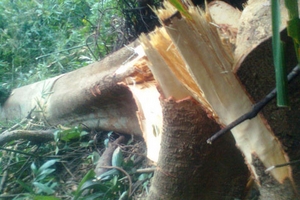 Chùm ảnh: Tan hoang vườn Quốc gia Vũ Quang