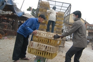 Trứng, gà lậu “đánh tráo” trứng, gà nội