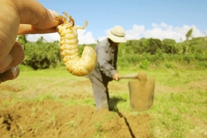 Kiếm bộn tiền nhờ săn sùng đất