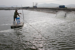 Vẫn loay hoay tìm nguyên nhân tôm nhiễm bệnh
