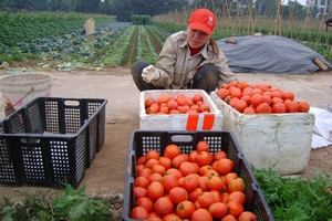 Hà Nội: Chưa kiểm soát tốt dán tem rau an toàn