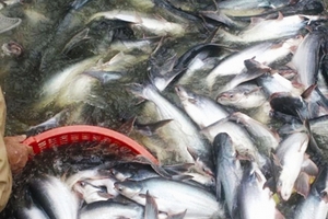 Đề nghị truy tìm địa chỉ của 38.000 tỷ cho vay cá tra