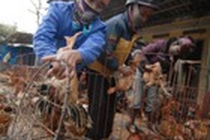 Nỗi lo gà ngày tết