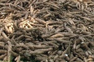 Xuất khẩu sắn thắng lớn mà vẫn lo