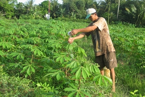Đua nhau trồng sắn bán lá cho... thương lái "bí ẩn"