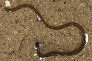 Sinh vật lạ ở Quảng Bình là giun dẹt