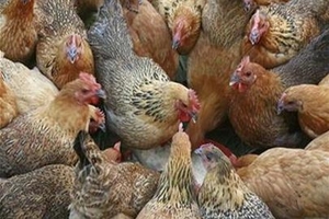 Chấn động gà Trung Quốc được vỗ béo bằng... 18 loại kháng sinh