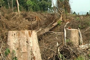 Phá rừng vì thiếu đất sản xuất