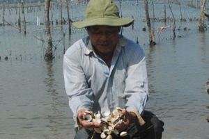 Dân Đà Nẵng mất hàng tỷ đồng vì nghêu, cá chết hàng loạt