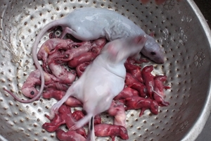 Kinh dị ăn chuột bao tử
