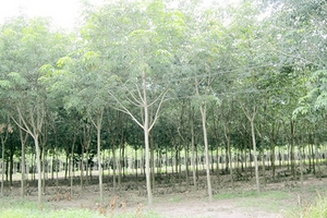 Vụ đề nghị thôi chức Chủ tịch Bình Phước: Tiền tỉ “bốc hơi”