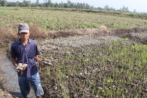 Rớt giá thê thảm, người trồng khoai lang ôm nợ