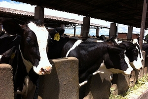 Một giải pháp phù hợp cho phát triển chăn nuôi bò sữa bền vững