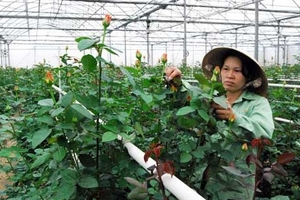 Xuất khẩu hoa sang Nga