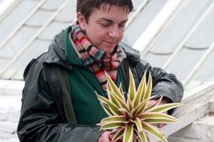 Dứa "đại gia" giá... 350 triệu đồng/quả