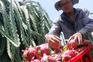 Bình Thuận: phó chủ tịch Hiệp hội Thanh long muốn ép giá thanh long?