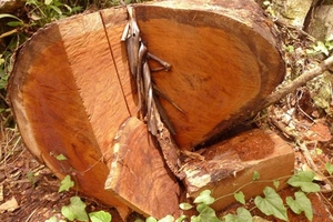 “Xẻ thịt” rừng nghiến cổ