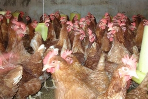 Để phân biệt gà loại thải nhập lậu
