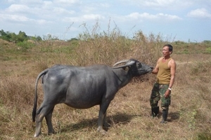 Kiếm 50 triệu/tháng nhờ... chăn trâu