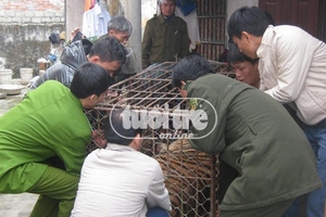 Bắt con hổ 200kg nuôi trái phép trong nhà dân