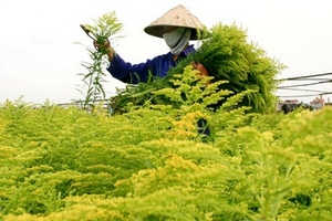 Nông nghiệp cứu cả nền kinh tế