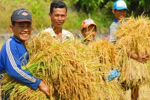 Hạt gạo Việt ngày càng... nặng ký