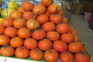 Săn quà quê biếu tết sếp