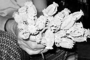 Săn tìm rượu Một Ba Tám