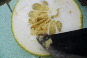 Bưởi năm roi bị sâu lạ tàn phá