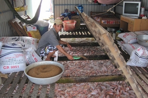 ĐBSCL: Thận trọng thả nuôi cá điêu hồng vụ mới