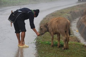 Mặc áo, cho trâu bò uống rượu để... chống rét