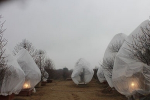 Che mưa, thắp điện lo cứu đào trong rét đậm