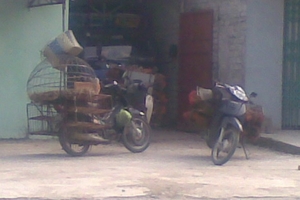 Con đường gà lậu: Mật phục gà lậu