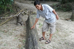 Ly kỳ “khai quật” vụ gốc dương liễu để xử án