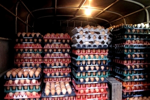 Hơn 2 vạn trứng gà hết hạn kiểm dịch vẫn mang đi tiêu thụ