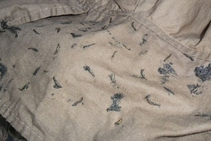 Quần áo may sẵn lúc nhúc "sinh vật lạ"