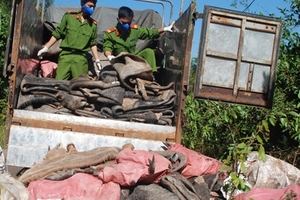 Bắt ô tô chở đầy da trâu bò thối