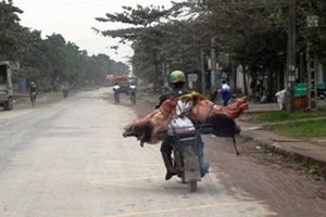 Thanh Hóa: Ném lợn chết dịch ra sông