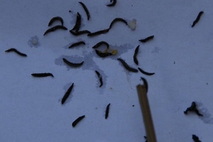 Lại lúc nhúc sinh vật lạ trong miếng rửa bát mới