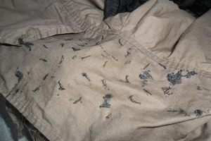 "Sinh vật lạ" ở quần áo là ấu trùng ruồi giả ong