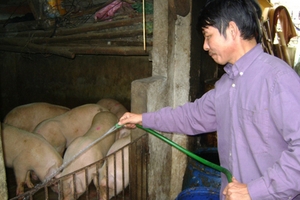 Cấm nuôi lợn, gà ở nội thị: Nhiều hộ dân mất việc, thất thu