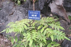 Thương lái Trung Quốc mua cả cây... không tên