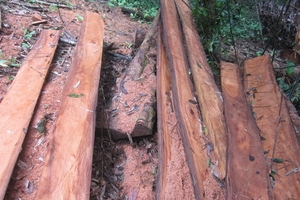 Vụ phá rừng tại Vườn Quốc gia Vũ Quang: Phá rừng là do… rừng giàu!?