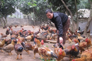 “Chạy nước rút” chăm gà đồi Yên Thế