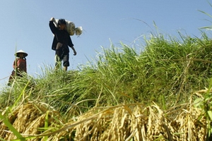 Kì tích trên “cánh đồng ma”: Đau đớn đất hoang