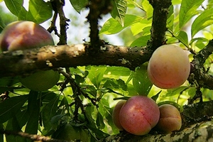 Thuần khiết mận trái mùa